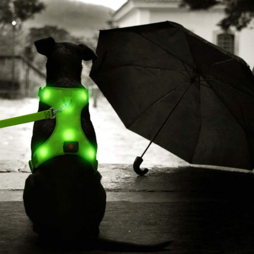 HiGuard USB Rechargeable LED Dog Harness Comfort Soft Mesh Lighted Up Glowing Harness Vest with Adjustable Belt Padded for Dog Night Walking Training 7