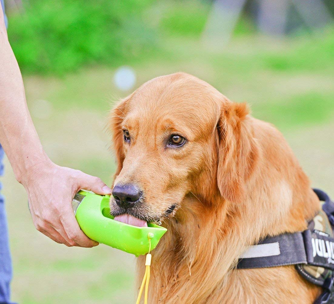 Wickedbone Interactive & Automatic Dog Bone, Gaming Toy for Dogs and Puppies, Safe & Durable, App-Enabled: Keep Your Dog Entertained All Day 6 Wickedbone Interactive & Automatic Dog Bone, Gaming Toy for Dogs and Puppies, Safe & Durable, App-Enabled: Keep Your Dog Entertained All Day - Image 6