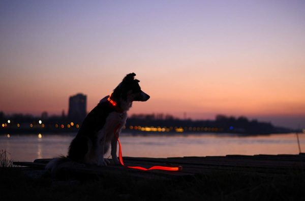 Illumiseen LED Dog Leash - USB Rechargeable - Available in 6 Colors & 2 Sizes - Makes Your Dog Visible, Safe & Seen 24