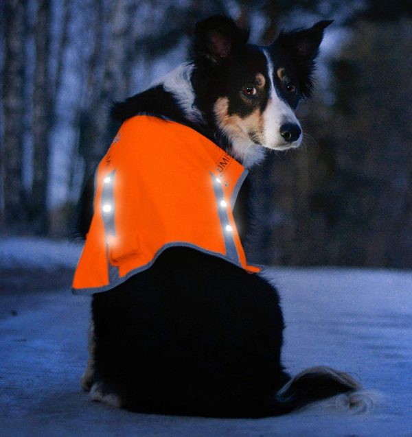 Illumiseen LED Dog Vest | Orange Safety Jacket with Reflective Strips & USB Rechargeable LED Lights | Increase Your Dog’s Visibility When Walking, 2