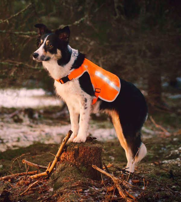 Illumiseen LED Dog Vest | Orange Safety Jacket with Reflective Strips & USB Rechargeable LED Lights | Increase Your Dog’s Visibility When Walking, 8