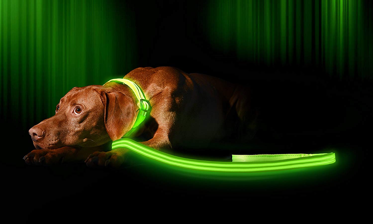Illumiseen LED Dog Leash - USB Rechargeable - Available in 6 Colors & 2 Sizes - Makes Your Dog Visible, Safe & Seen 1