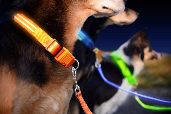 Illumiseen LED Dog Leash - USB Rechargeable - Available in 6 Colors & 2 Sizes - Makes Your Dog Visible, Safe & Seen 42