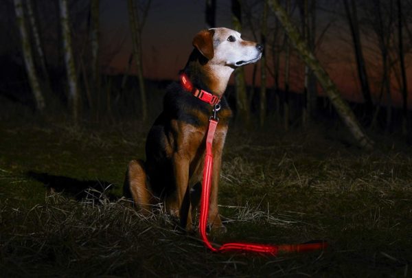 Illumiseen LED Dog Leash - USB Rechargeable - Available in 6 Colors & 2 Sizes - Makes Your Dog Visible, Safe & Seen 26