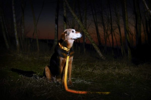 Illumiseen LED Dog Leash - USB Rechargeable - Available in 6 Colors & 2 Sizes - Makes Your Dog Visible, Safe & Seen 22