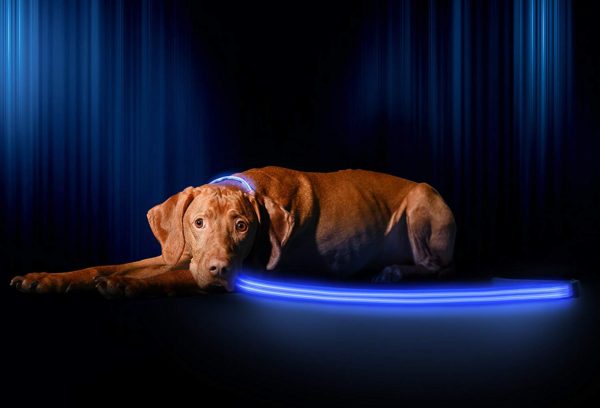 Illumiseen LED Dog Leash - USB Rechargeable - Available in 6 Colors & 2 Sizes - Makes Your Dog Visible, Safe & Seen 44