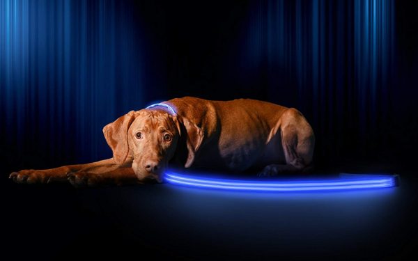 Illumiseen LED Dog Leash - USB Rechargeable - Available in 6 Colors & 2 Sizes - Makes Your Dog Visible, Safe & Seen 30