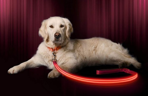 Illumiseen LED Dog Leash - USB Rechargeable - Available in 6 Colors & 2 Sizes - Makes Your Dog Visible, Safe & Seen 10