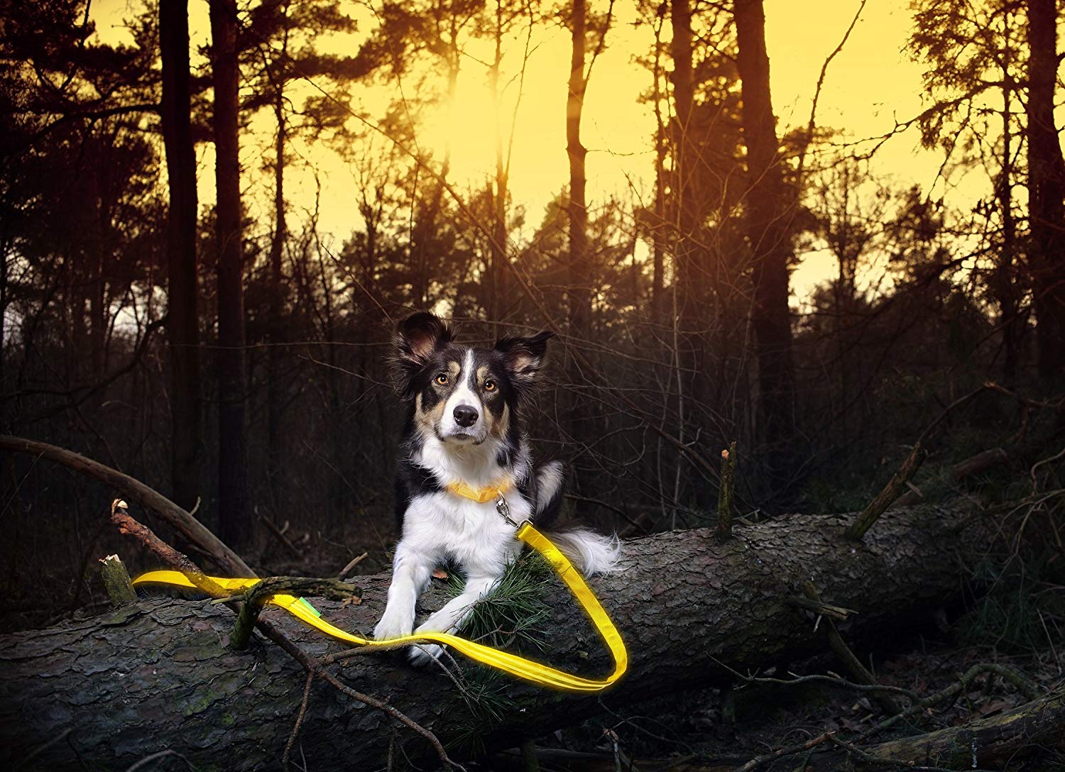 Illumiseen LED Dog Leash - USB Rechargeable - Available in 6 Colors & 2 Sizes - Makes Your Dog Visible, Safe & Seen 20 Illumiseen LED Dog Leash - USB Rechargeable - Available in 6 Colors & 2 Sizes - Makes Your Dog Visible, Safe & Seen - Image 20