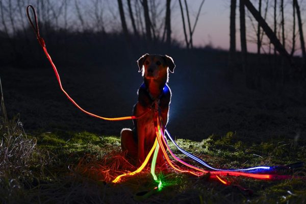 Illumiseen LED Dog Leash - USB Rechargeable - Available in 6 Colors & 2 Sizes - Makes Your Dog Visible, Safe & Seen 8