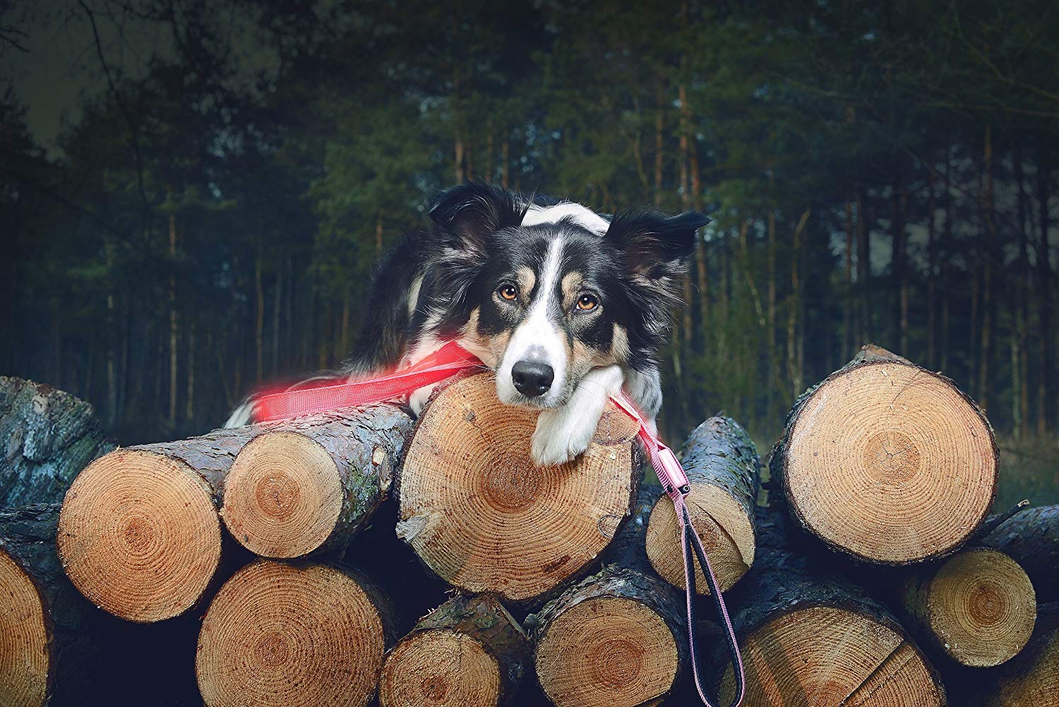 Illumiseen LED Dog Leash - USB Rechargeable - Available in 6 Colors & 2 Sizes - Makes Your Dog Visible, Safe & Seen 14 Illumiseen LED Dog Leash - USB Rechargeable - Available in 6 Colors & 2 Sizes - Makes Your Dog Visible, Safe & Seen - Image 14