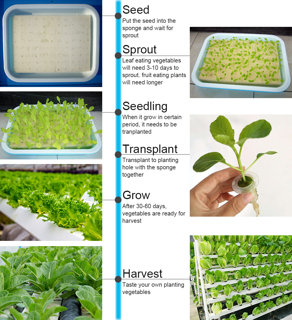 2 Layer 36 Sites Hydroponic Grow Kit Ebb Flow Deep Water Culture Growing DWC Planting Garden Vegetable System 11 2 Layer 36 Sites Hydroponic Grow Kit Ebb Flow Deep Water Culture Growing DWC Planting Garden Vegetable System - Image 11