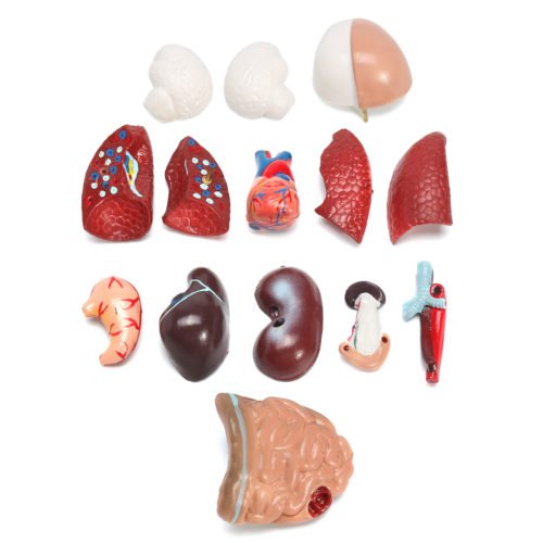 STEM Human Torso Body Anatomy Medical Model Heart Brain Skeleton Medical School Educational 6