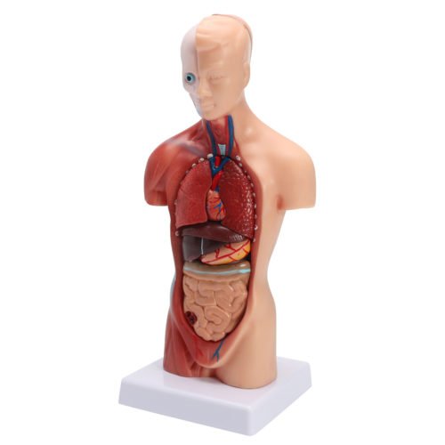 STEM Human Torso Body Anatomy Medical Model Heart Brain Skeleton Medical School Educational 8
