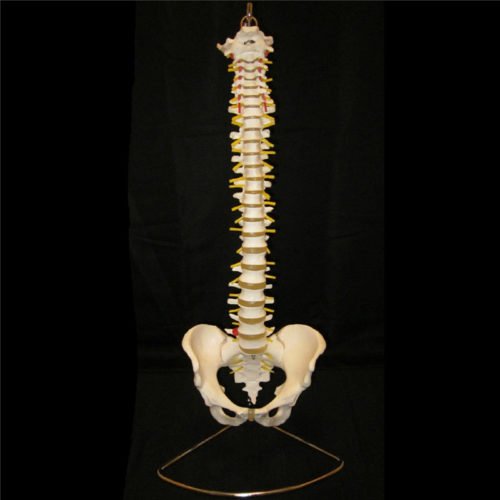 Professional Human Spine Model Flexible Medical Anatomical Spine Model 1