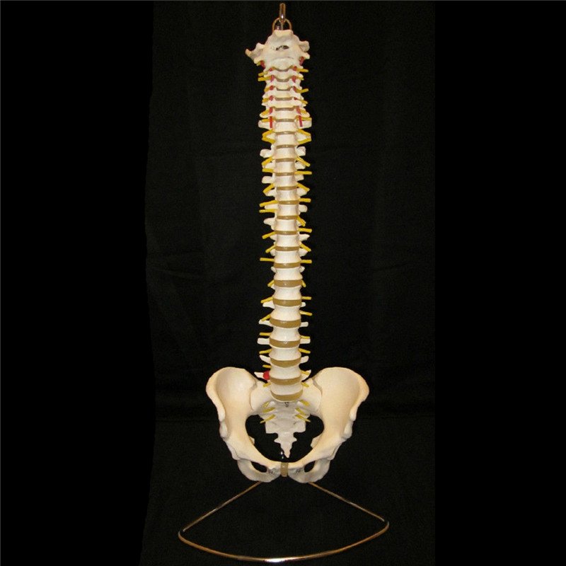 Professional Human Spine Model Flexible Medical Anatomical Spine Model 2