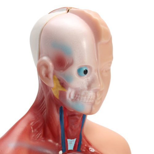 STEM Human Torso Body Anatomy Medical Model Heart Brain Skeleton Medical School Educational 7
