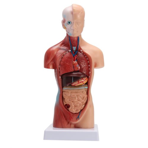 STEM Human Torso Body Anatomy Medical Model Heart Brain Skeleton Medical School Educational 2