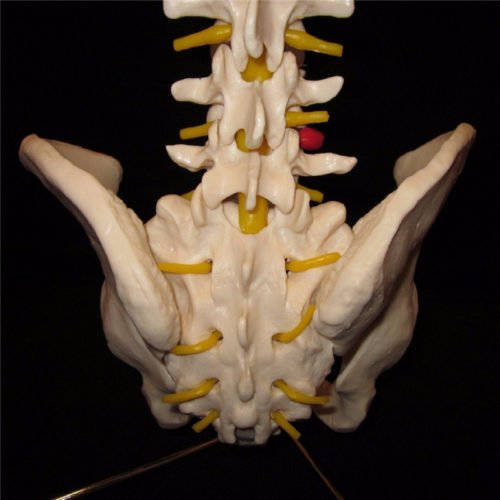 Professional Human Spine Model Flexible Medical Anatomical Spine Model 6
