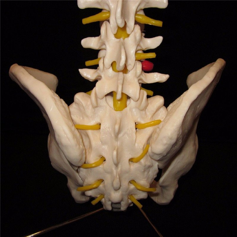 Professional Human Spine Model Flexible Medical Anatomical Spine Model 6 Professional Human Spine Model Flexible Medical Anatomical Spine Model - Image 6