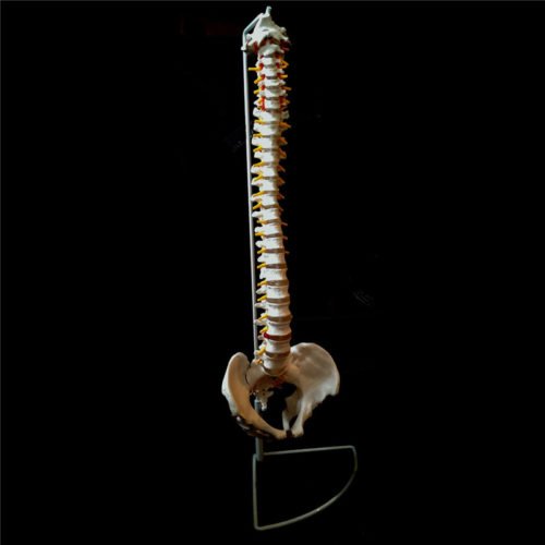 Professional Human Spine Model Flexible Medical Anatomical Spine Model 3