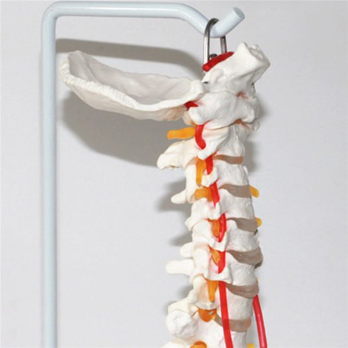 Professional Human Spine Model Flexible Medical Anatomical Spine Model 5
