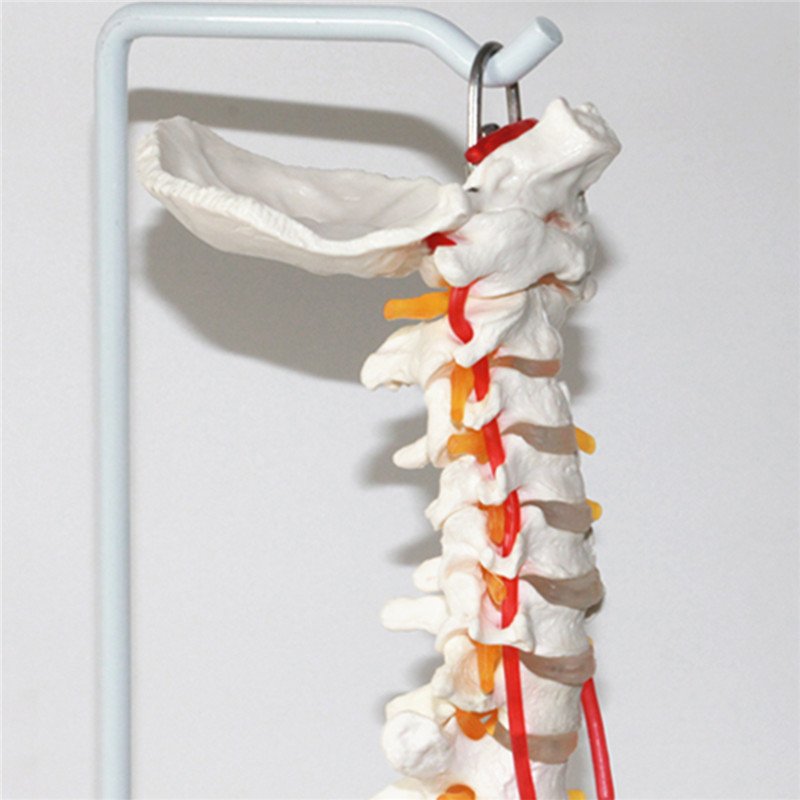 Professional Human Spine Model Flexible Medical Anatomical Spine Model 5 Professional Human Spine Model Flexible Medical Anatomical Spine Model - Image 5