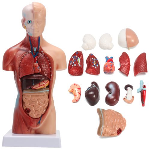 STEM Human Torso Body Anatomy Medical Model Heart Brain Skeleton Medical School Educational 1