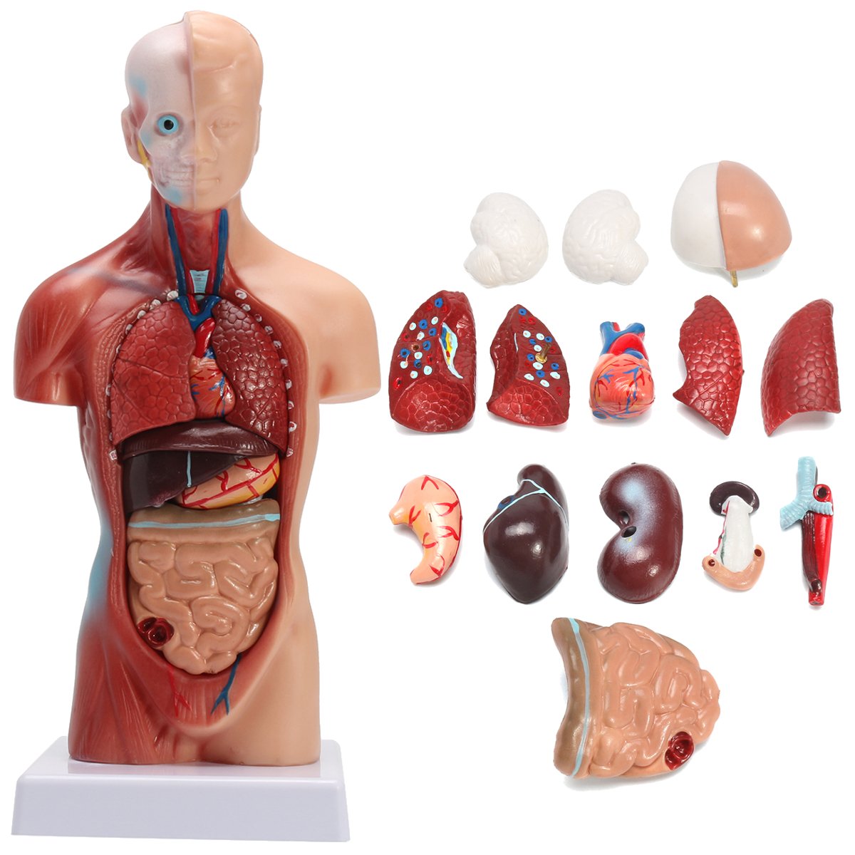 STEM Human Torso Body Anatomy Medical Model Heart Brain Skeleton Medical School Educational 2