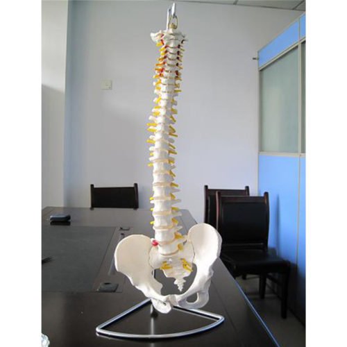 Professional Human Spine Model Flexible Medical Anatomical Spine Model 2