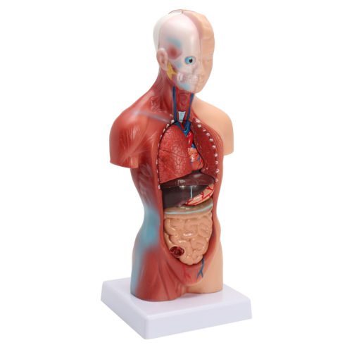 STEM Human Torso Body Anatomy Medical Model Heart Brain Skeleton Medical School Educational 3