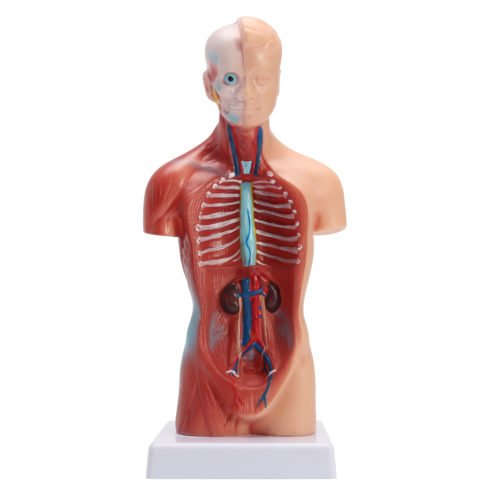 STEM Human Torso Body Anatomy Medical Model Heart Brain Skeleton Medical School Educational 4