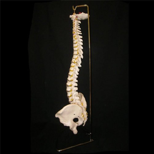 Professional Human Spine Model Flexible Medical Anatomical Spine Model 4