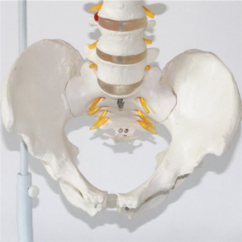 Professional Human Spine Model Flexible Medical Anatomical Spine Model 8