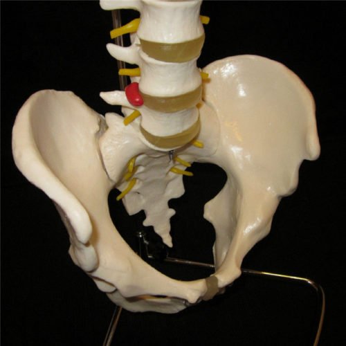 Professional Human Spine Model Flexible Medical Anatomical Spine Model 7