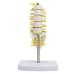 Mini Human Lumbar Vertebrae Sacrum Coccyx Anatomy Medical Spine Model 15cm 2