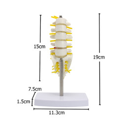 Mini Human Lumbar Vertebrae Sacrum Coccyx Anatomy Medical Spine Model 15cm 2 Mini Human Lumbar Vertebrae Sacrum Coccyx Anatomy Medical Spine Model 15cm - Image 2