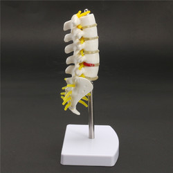 Mini Human Lumbar Vertebrae Sacrum Coccyx Anatomy Medical Spine Model 15cm 3 Mini Human Lumbar Vertebrae Sacrum Coccyx Anatomy Medical Spine Model 15cm - Image 3