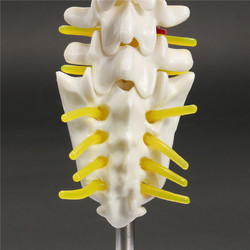 Mini Human Lumbar Vertebrae Sacrum Coccyx Anatomy Medical Spine Model 15cm 5 Mini Human Lumbar Vertebrae Sacrum Coccyx Anatomy Medical Spine Model 15cm - Image 5
