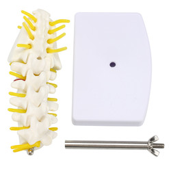 Mini Human Lumbar Vertebrae Sacrum Coccyx Anatomy Medical Spine Model 15cm 6 Mini Human Lumbar Vertebrae Sacrum Coccyx Anatomy Medical Spine Model 15cm - Image 6