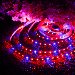 DC12V 5M Non-waterproof SMD5050 R:B 3:1 Grow LED Strip Light + 5A Power Adapter + Female Connector 6