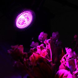 6W E27 Red + Blue LED Plant Grow Light Lamp Flower Hydroponic Globe Bulb 85-265V 2