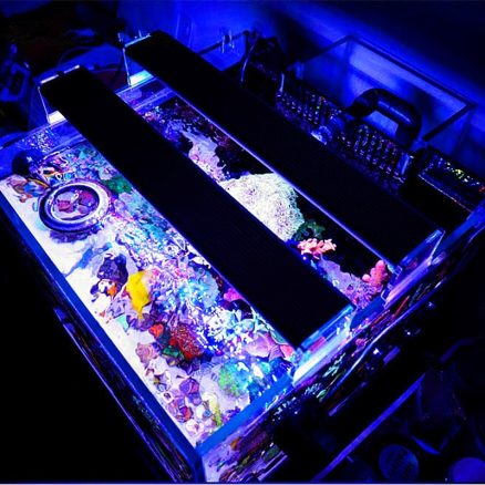 A361M 21W 36CM 5730 63SMD 2800LM 5 Colors LED Coral SPS LPS Aquarium Tank Lamp 3