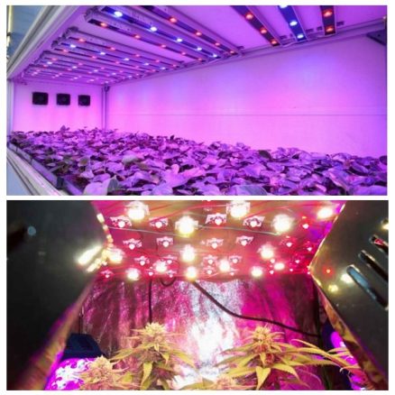 50pcs 3W 380nm-840nm Full Spectrum LED Plant Grow Light Chip for Garden 3.0-3.4V 6