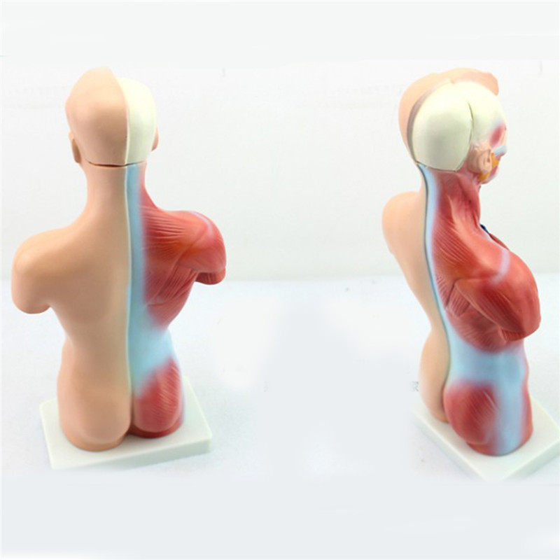 STEM Human Torso Body Anatomy Model Heart Brain Skeleton School Educational 2 STEM Human Torso Body Anatomy Model Heart Brain Skeleton School Educational - Image 2