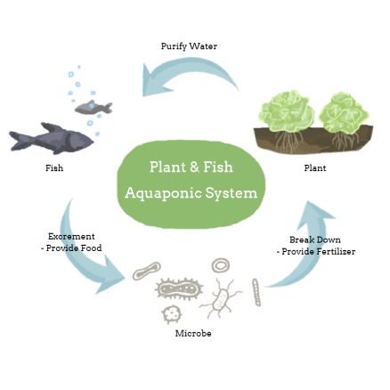 Creative Soilless Hydroponic Growing & Fish Tank Aquaponic System Kit Water Garden Microfarm Aquarium 2