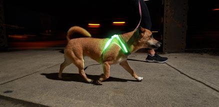 LIGHTHOUND - Lighted Collar and Vest for Dog 7