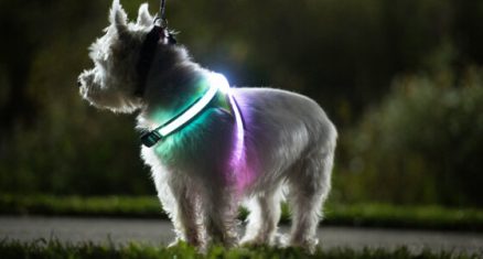 LIGHTHOUND - Lighted Collar and Vest for Dog 3