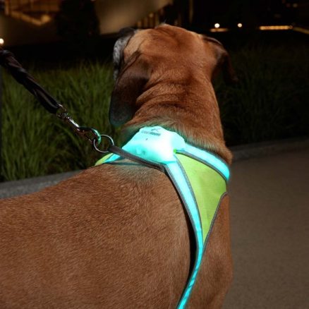 LIGHTHOUND - Lighted Collar and Vest for Dog 5