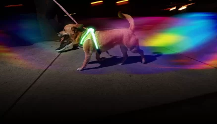 LIGHTHOUND - Lighted Collar and Vest for Dog 6